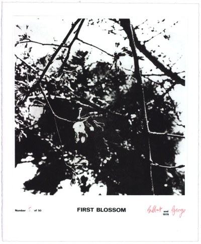 First Blossom