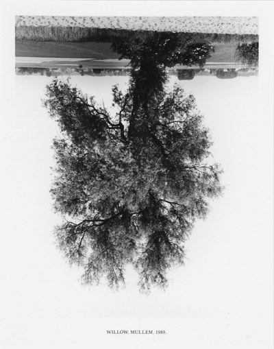 Flanders Trees