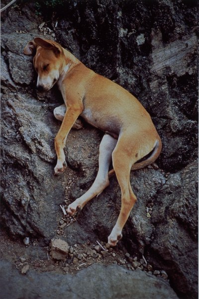 Perro Durmiendo
