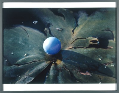 Pupille